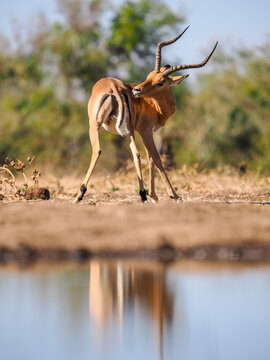 Impala ram (Aepyceros melampus) with impressive horns reflected in a calm waterhole, Kruger National Park, South Africa