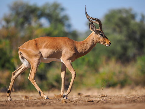 Male impala walking on dry ground in African wilderness, graceful antelope in natural wildlife setting.