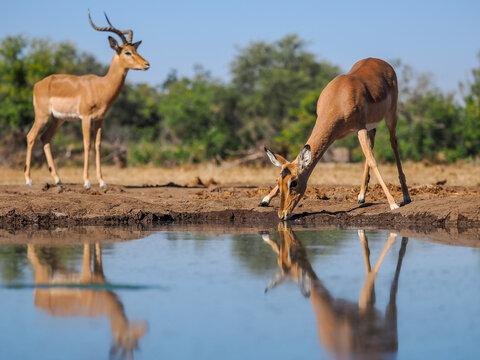Two Impalas (Aepyceros melampus) at a waterhole with one drinking and a ram keeping watch, Botswana