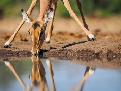 Close-up eye-level view of a female Impala (Aepyceros melampus) drinking water from a muddy pool or watering hole in the African savanna, perfectly reflected in the still water on a sunny day.