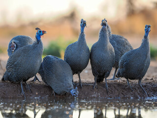 Group of helmeted guineafowl with blue heads drinking at waterhole in Botswana, Africa
