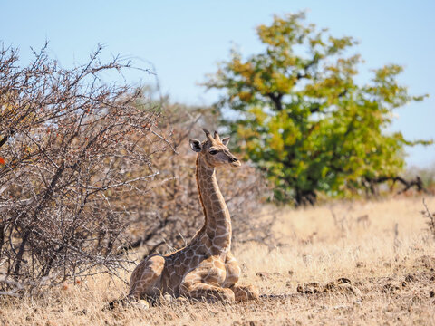 Adorable baby Southern Giraffe (Giraffa giraffa) resting on the dry grass of the African savanna, Etosha National Park, Namibia