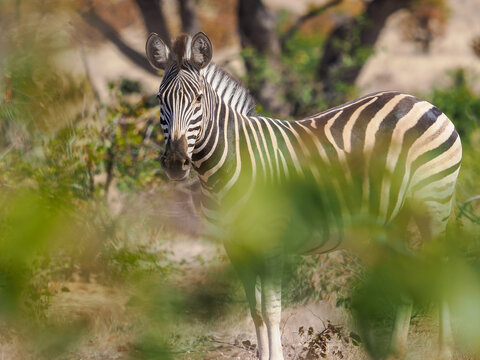 Close-up portrait of a Plains Zebra (Equus quagga) standing in the African bushveld, partially framed by lush green foliage in the foreground, creating a natural, candid view of the distinctive stripe