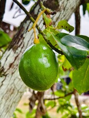 young miki avocado with blurred background