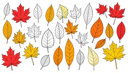 Obraz premium Delicate assortment of hand-drawn autumn leaves in vibrant colors on white backdrop