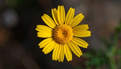 Obraz premium Close-up of a bright yellow flower