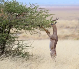 Foto op Canvas Antilope Gerenuk antelope (Litocranius walleri) male standing upright while eating acacia leaves, Amboseli National Park, Kenya.  © Ivan Kuzmin