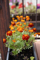 Vibrant Orange Marigold Flowers Blooming in a Sunny Balcony Planter