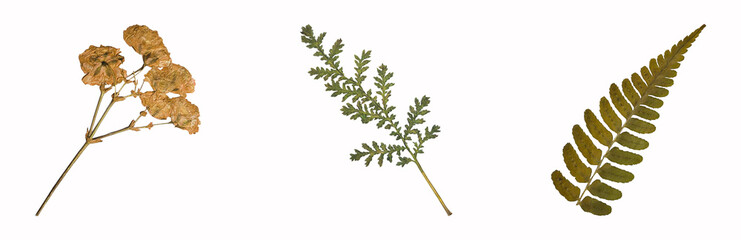 Dried and Pressed Leaf Set – Natural Botanical Elements for Crafts, Journals, and Wall Art - 1