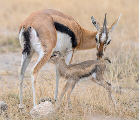 Thomson's gazelle (Eudorcas thomsonii) female feeding newborn fawn, Amboseli National Park, Kenya.