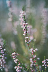 Delicate Heather Flowers with a Dreamy Bokeh Background