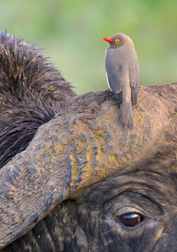 red-billed oxpecker (Buphagus erythrorynchus) on African, or Cape Buffalo (Syncerus caffer), Lake Nakuru National Park, Kenya.