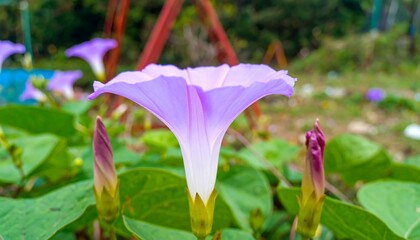 Delicate purple morning glory blooming against a blurred natural backdrop