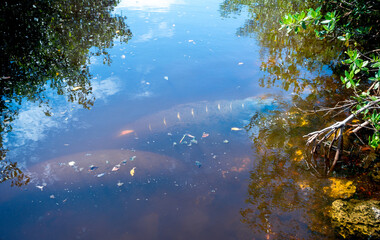 Florida Manatees with scars from a boat strike injury in Sanibel, Florida
