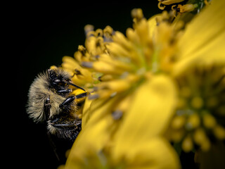 A bee collecting pollen from wildflowers in the morning
