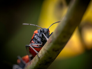 Macro Image of a Red and Black Bug on a Plant Stem