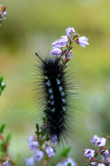 Hairy Black Caterpillar with White Spots on Purple Heather Flowers