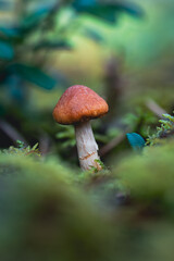 Magical Autumn Mushroom in an Enchanted Forest