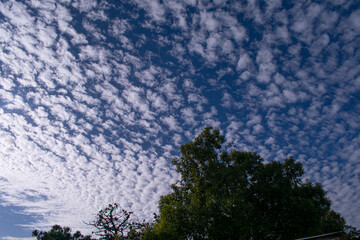 Trees under the blue sky , in Argentina