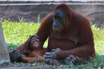 A female orangutan and her child are sitting playing together in the grass © Isman