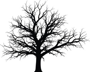 Obraz premium Silhouette of a bare tree against a white background, winter scene.