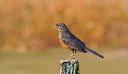 Rufous-rumped Thrush (Turdus rufiventris) is a common bird in South America and the best known of all thrushes, identified by the rust-colored belly and its melodious song. Sabiá laranjeira