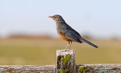 Rufous-rumped Thrush (Turdus rufiventris) is a common bird in South America and the best known of all thrushes, identified by the rust-colored belly and its melodious song. Sabiá laranjeira