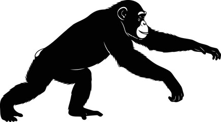Fototapeta premium chimpanzee reaching out silhouette of primate connection, gentle curiosity, and wild intelligence, isolated on transparent background