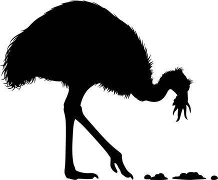 majestic emeu silhouette a emblem of outback serenity and avian grace, isolated on transparent background