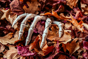 Bony hands of a skeleton in crimson and brown leaves. Halloween gloomy mood.Skeleton Hand Crawling from Colorful Fall Leaves. 