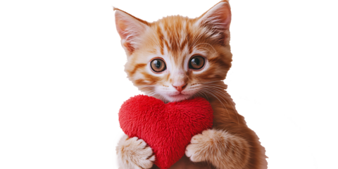 Close-up of a ginger kitten holding a plush red heart with its front paws on a black background orange isolated on a transparent background