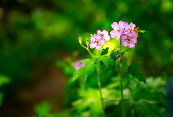Pink Sticky Geraniums Bloom In Summer
