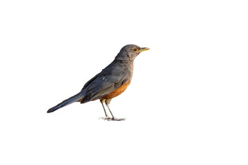 Rufous rumped Thrush Turdus rufiventris is a common bird in South America and the best known of all thrushes, identified by the rust-colored belly and its melodious song. Sabia laranjeira