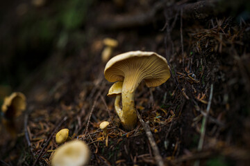 mushrooms in the forest