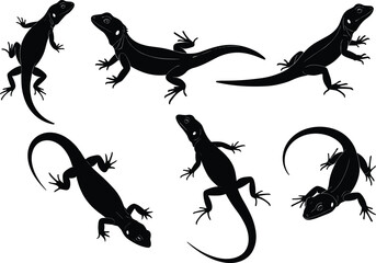 Lizard silhouette set, reptile vector illustration, gecko clipart, wildlife graphic design, animal shape collection, exotic species art, crawling pose icons