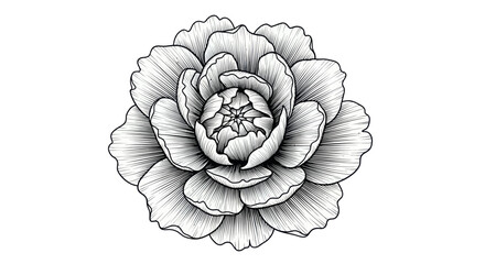 Elegant flower sketch with intricate line work on a clean white background
