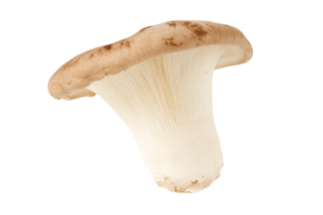 Fresh king oyster mushroom isolated on white background