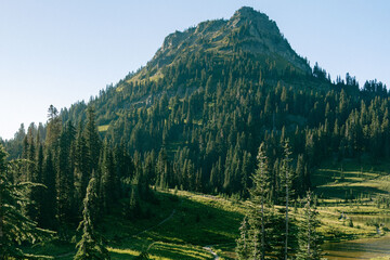 forest in the mountains