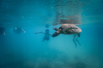 Obraz premium snorkeling with wild Hawaiian Green Sea Turtles off the shore in Waikiki