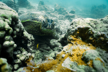 Obraz premium snorkeling with wild Hawaiian Green Sea Turtles off the shore in Waikiki