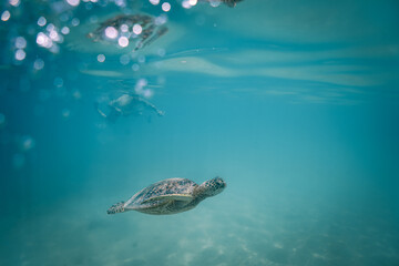 Fototapeta premium snorkeling with wild Hawaiian Green Sea Turtles off the shore in Waikiki