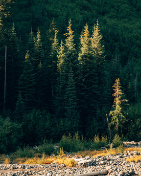 Fototapeta autumn in the forest