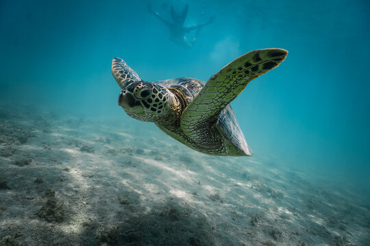 snorkeling with wild Hawaiian Green Sea Turtles off the shore in Waikiki