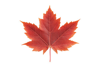 A leaf of a maple tree