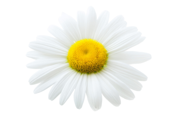 A white flower with a yellow center