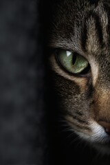 Mysterious Gaze: Close-up portrait of a feline with mesmerizing emerald eye against a contrasting backdrop, unveiling the subtle textures of the cat's fur. 
