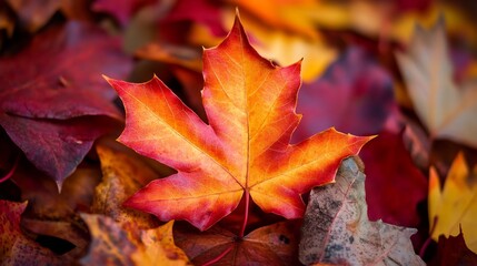 Autumn Maple Leaf: Warm Hues in a Natural Setting
