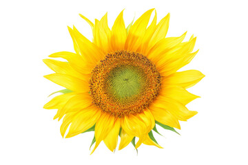Fototapeta premium A yellow sunflower with a green center