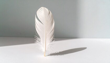 Elegant single white feather against a pastel wall casting a shadow on the surface