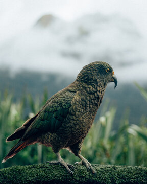 Fototapeta Kea in Milford Sound